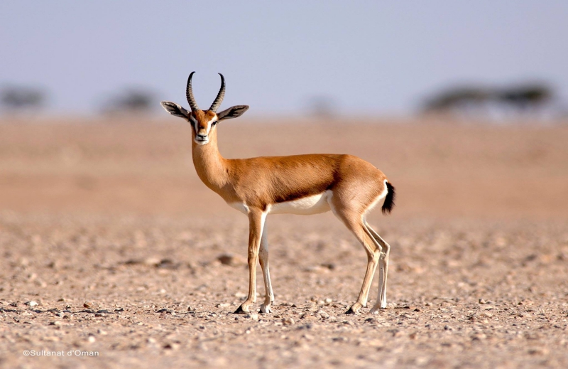 wadi-sireen-reserve