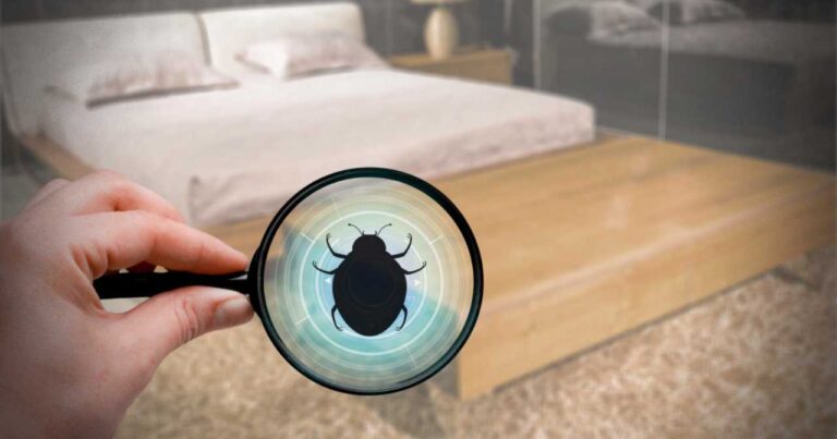 How to Get Rid of Bed Bugs in Oman